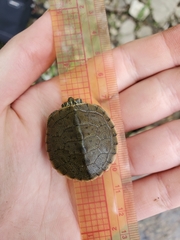 Graptemys geographica
