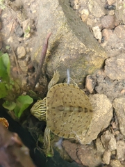 Graptemys geographica