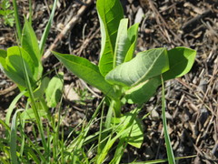 Asclepias amplexicaulis