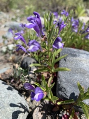 Scutellaria antirrhinoides