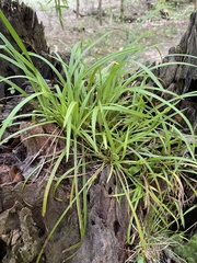 Carex abscondita