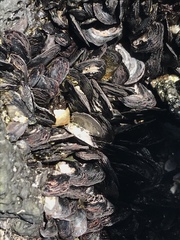 Isognomon californicus
