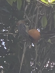 Melanerpes carolinus image