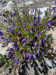 Scutellaria antirrhinoides