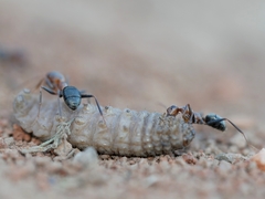Formica xerophila