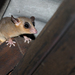 Linnaeus's Mouse Opossum - Photo (c) Cameron Rutt, some rights reserved (CC BY-NC), uploaded by Cameron Rutt