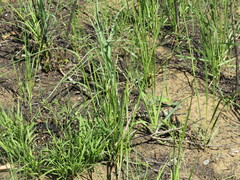Hesperostipa spartea