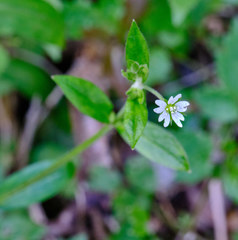 Cerastium sylvaticum