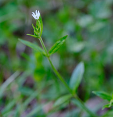 Cerastium sylvaticum