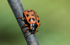 Chrysomela mainensis