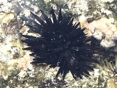 Echinometra oblonga