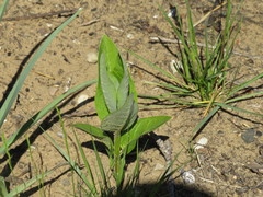 Asclepias amplexicaulis