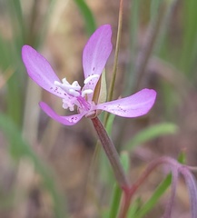 Clarkia modesta
