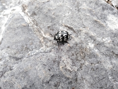 Leptinotarsa lacerata