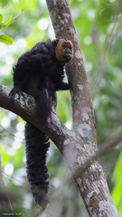 Pithecia chrysocephala