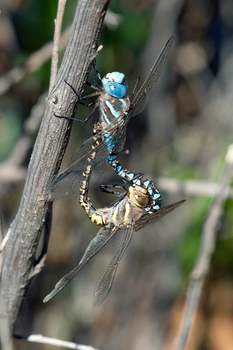 Blue-eyed Darner