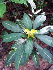 Aphelandra chamissoniana