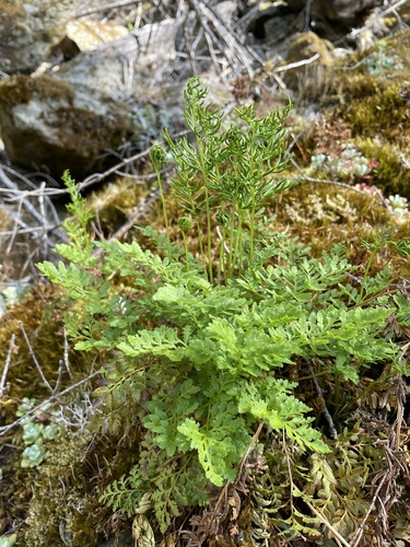 Cryptogramma acrostichoides