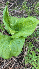 Symplocarpus foetidus