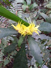 Aphelandra chamissoniana