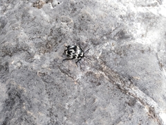 Leptinotarsa lacerata