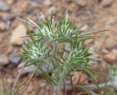 Eriastrum abramsii