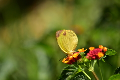 Pyrisitia dina westwoodi