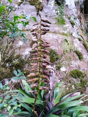 Vriesea platynema variegata