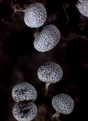 Physarum notabile
