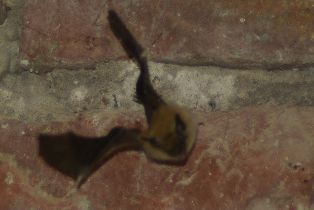 Dinelli's Myotis