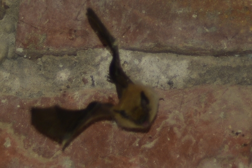 Dinelli's Myotis