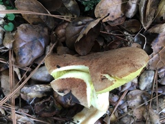 Boletus subtomentosus image