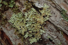 Hypotrachyna jamesii