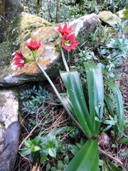 Hippeastrum aulicum
