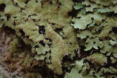 Hypotrachyna jamesii