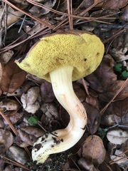 Boletus subtomentosus image