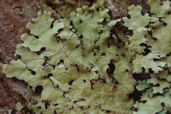 Hypotrachyna jamesii