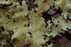 Hypotrachyna jamesii