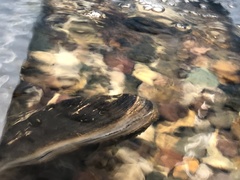 Cumberlandia monodonta