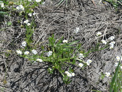 Plagiobothrys scouleri