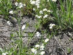 Plagiobothrys scouleri