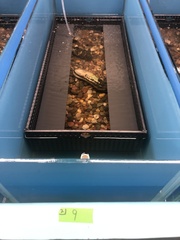 Cumberlandia monodonta