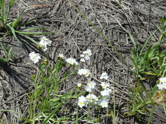 Plagiobothrys scouleri