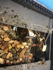 Cumberlandia monodonta