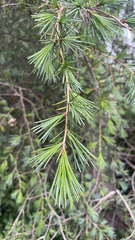 Cedrus deodara