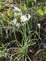 Allium speculae