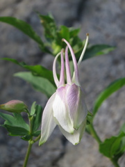 Aquilegia coerulea