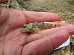 Cottus immaculatus