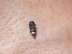 Tetragonoschema