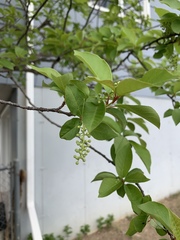 Prunus virginiana